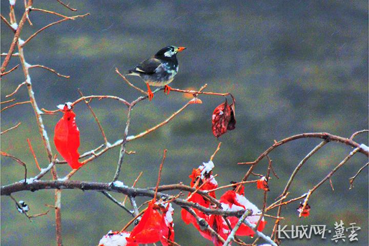 东光：冬日小鸟入画来